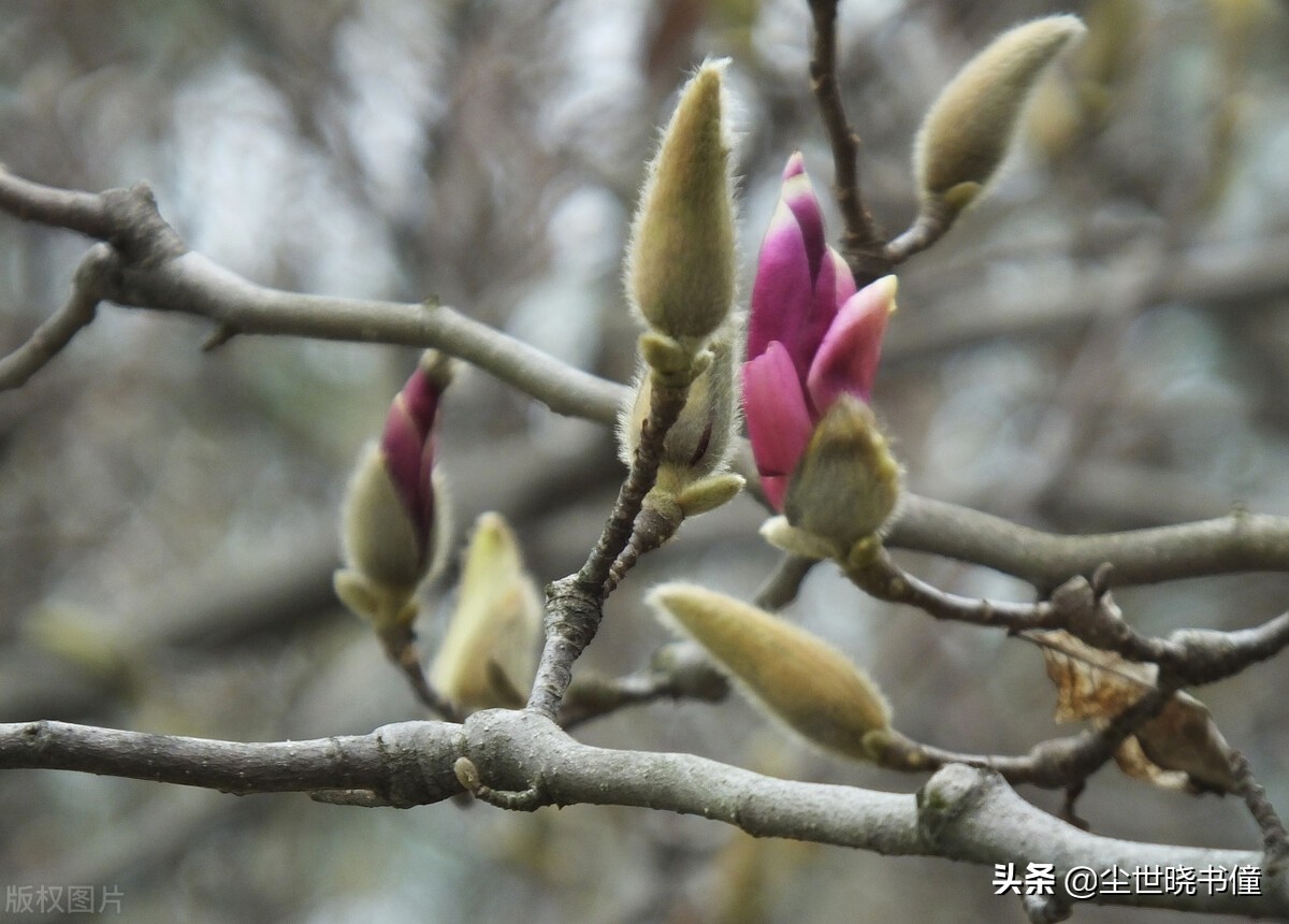 王维后期的诗意境唯美，不仅写出了新意，同时还美得犹如一幅画