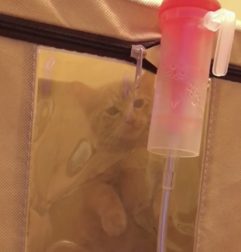 给猫做雾化，其实并不难！一篇文章告诉你如何给猫做雾化