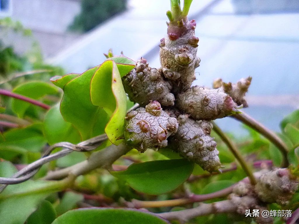 云南十大名贵药材揭秘：三七并非唯一珍品
