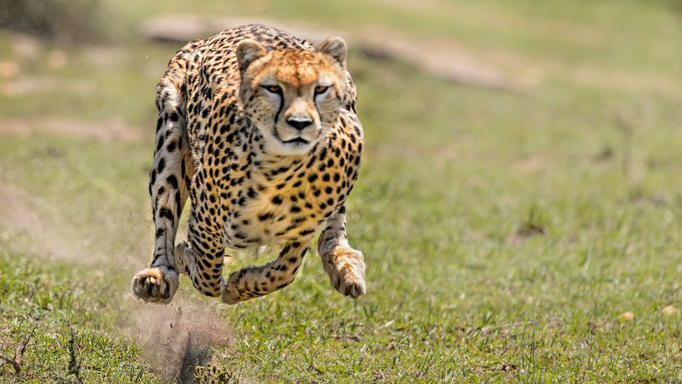 速度,让猎豹成了大猫中的猎杀之王,同时也埋下了巨大隐患