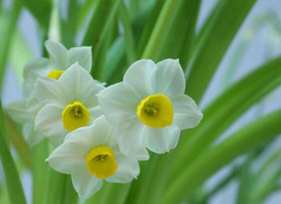 水仙花的花语和象征（一文了解水仙花代表的含义）