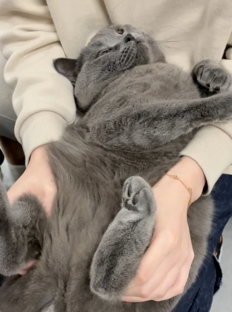 挤完公司10只猫的肛门腺后,办公室还好吗?