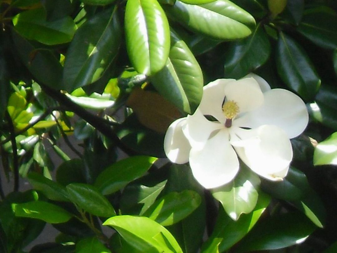 含笑花怎么养,含笑花怎么养护