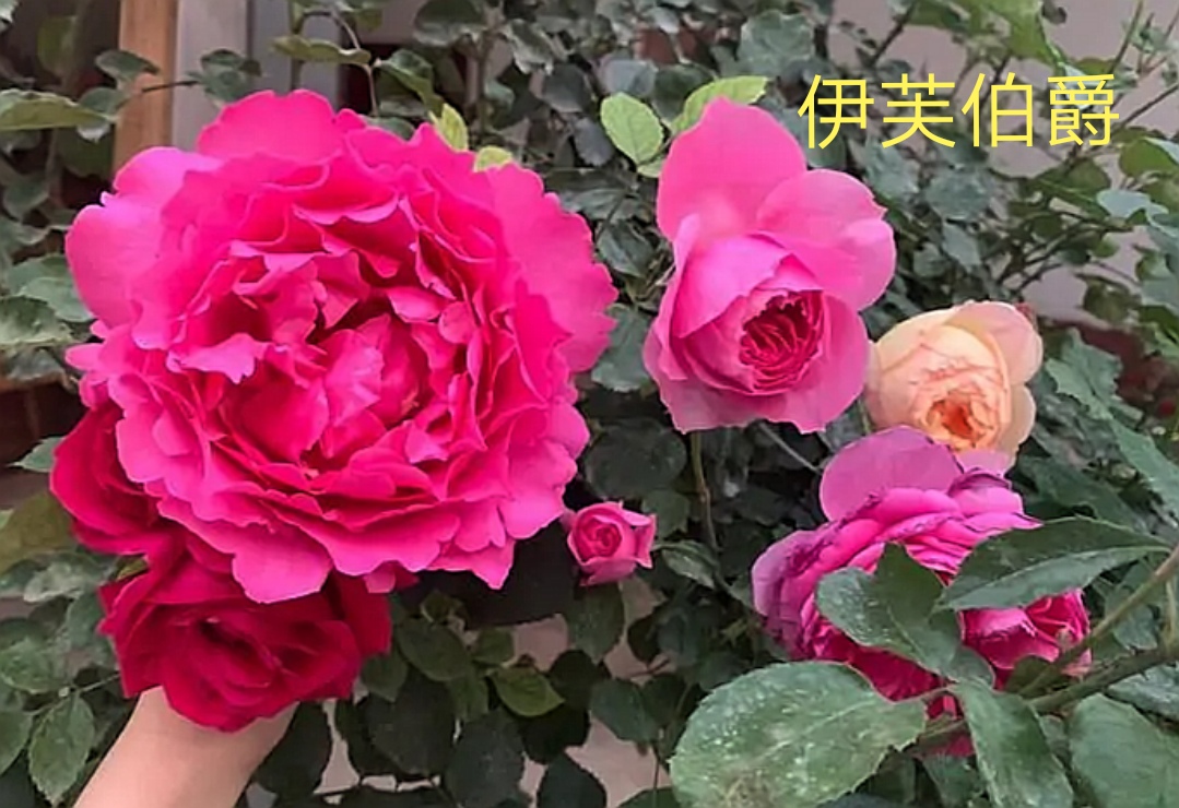 茶花女月季图片大全（常见切花月季品种一览）