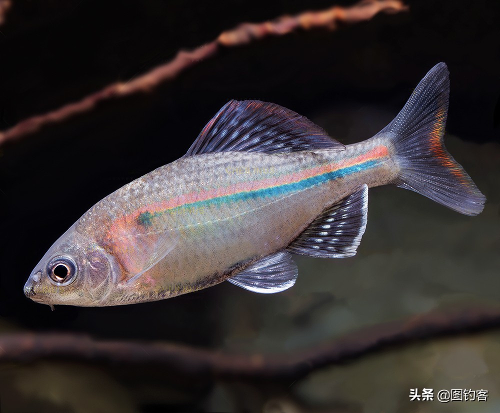 鳑鲏鱼没有人不认识，但个头大有须的鳑鲏你知道吗？它们叫“鱊”