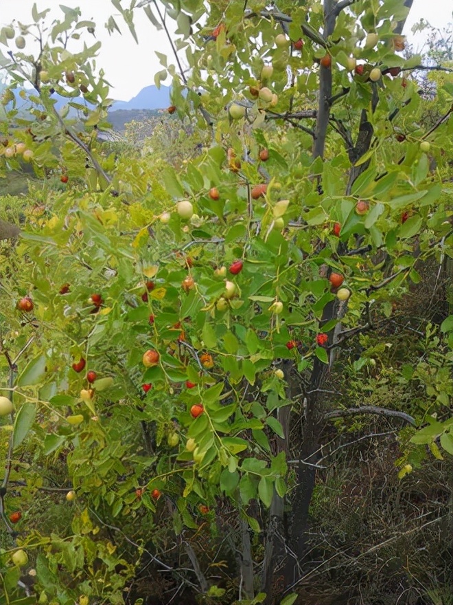 茼麻图片及功效作用（小时候常吃的9种野果子）