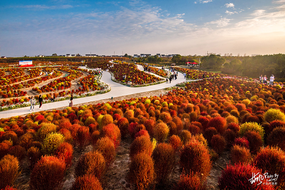 魔都賞秋，幾十萬棵掃帚苗組成的絢麗花海，奇特的景色很美很震撼
