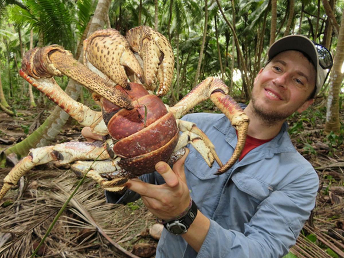 能开椰子会爬树，世界最大陆生蟹，如今在当地居民餐桌上挣扎着