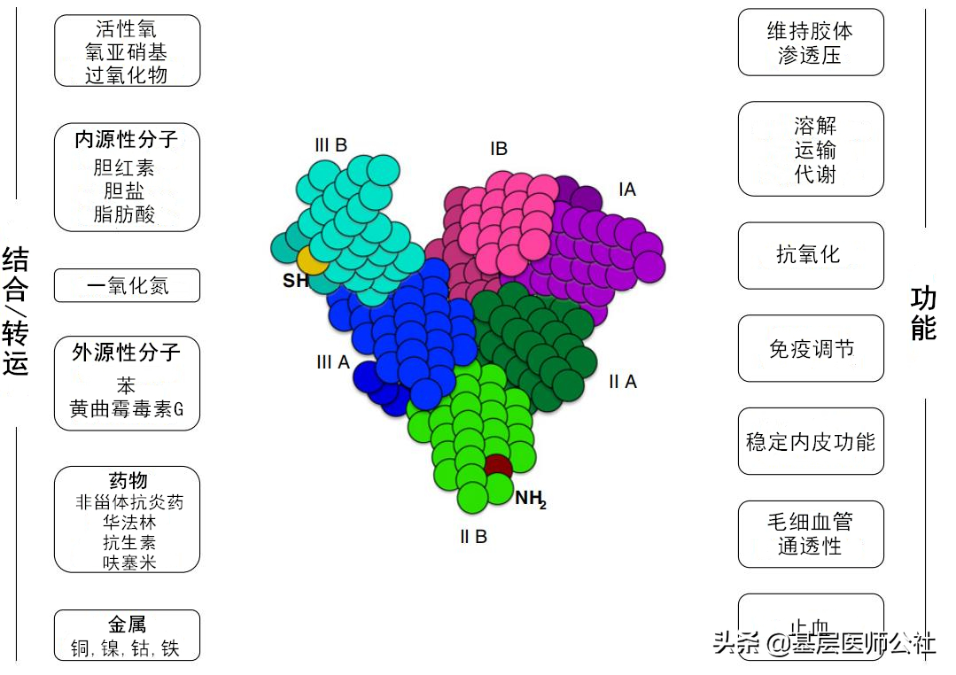 450元一瓶的白蛋白，可别瞎用