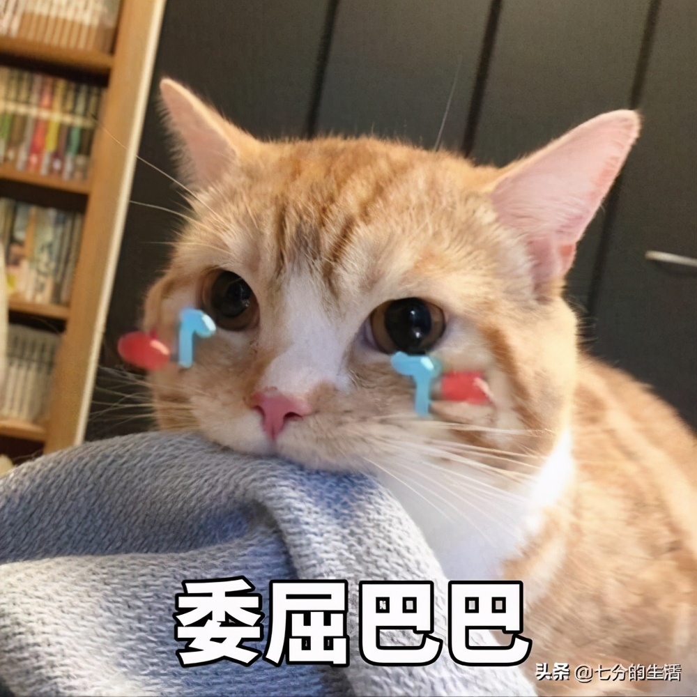 怎么确定猫认主人了(如何知道猫咪开始认定你做主人？从它偷偷看你洗澡开始)