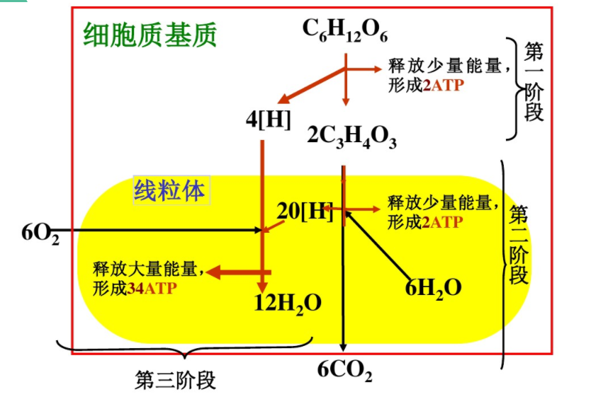 呼吸作用方式——有氧呼吸&無氧呼吸