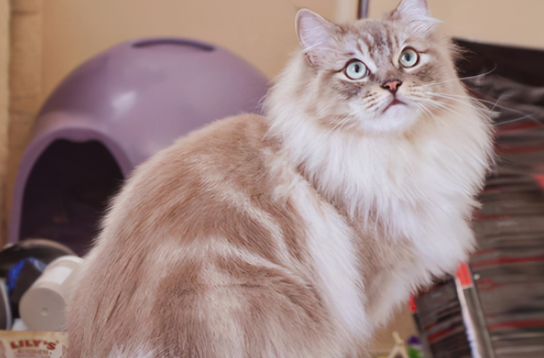 褴褛猫多少钱一只(这5种猫咪最容易胖) - 价格百科