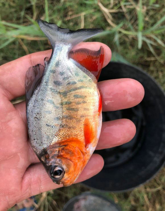 紅腹食人鯧,紅腹食人鯧魚