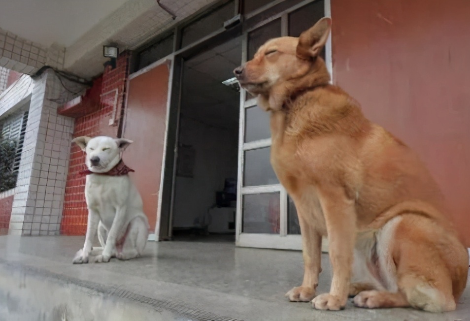 农村最会看家护院的十大犬种排行榜