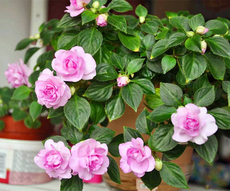 非洲鳳仙,非洲鳳仙花的養(yǎng)殖方法和注意事項