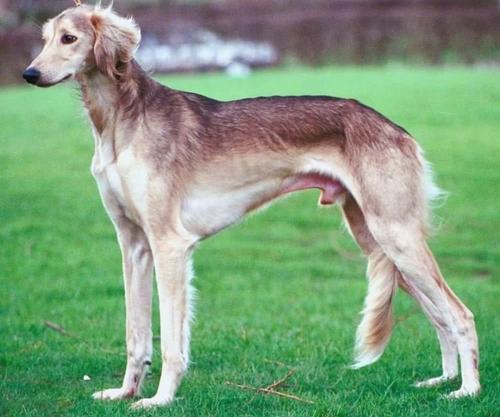 8,萨路基猎犬