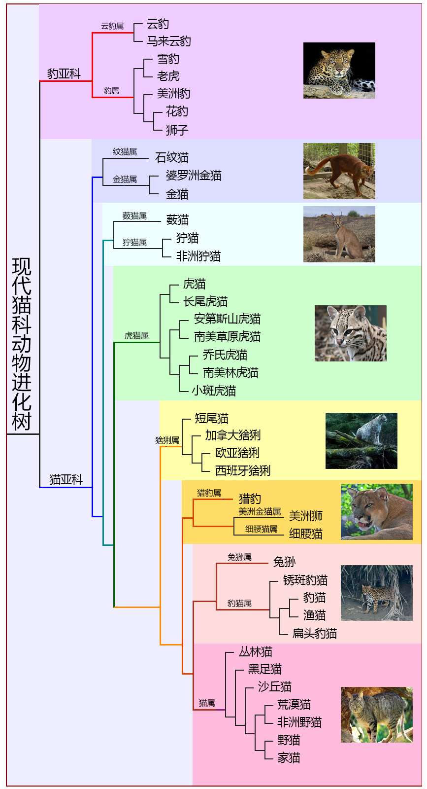 澳洲野猫泛滥，人类不阻止的话，最终能进化成老虎一样的猛兽吗？