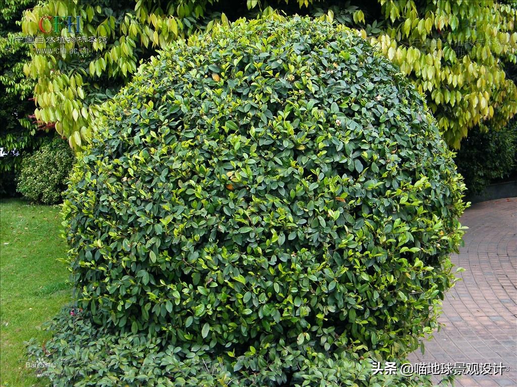 红花玉芙蓉（35种常见的球类灌木植物介绍）