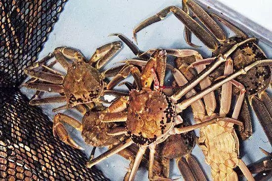 2万元?日本鸟取县顶级"五辉星"松叶蟹拍卖再创天价!