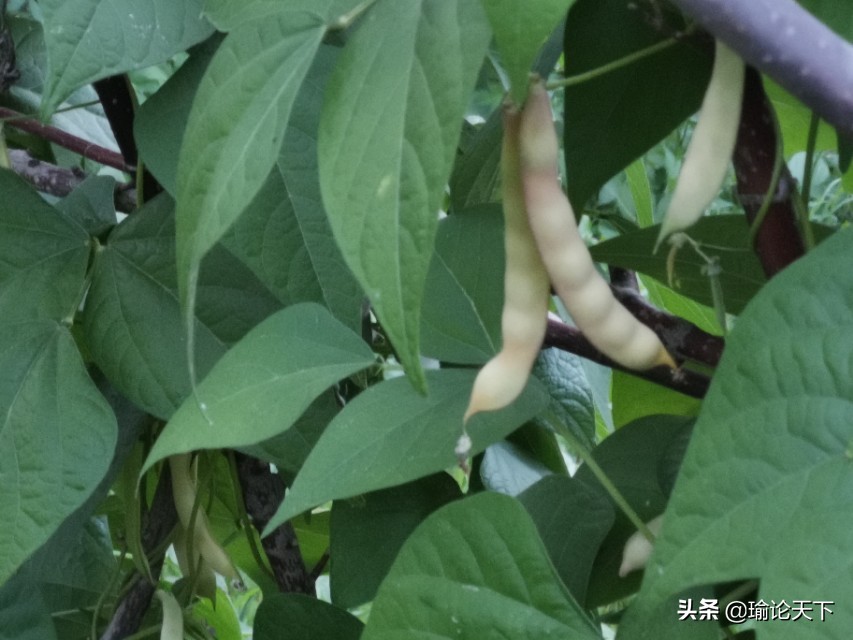 蔬菜吟系列之《豆角吟》