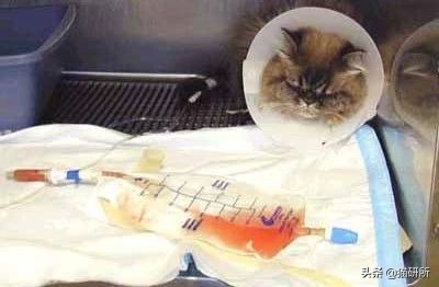 尿闭、尿血...猫咪泌尿问题反反复复，可能是弄混了这3种病