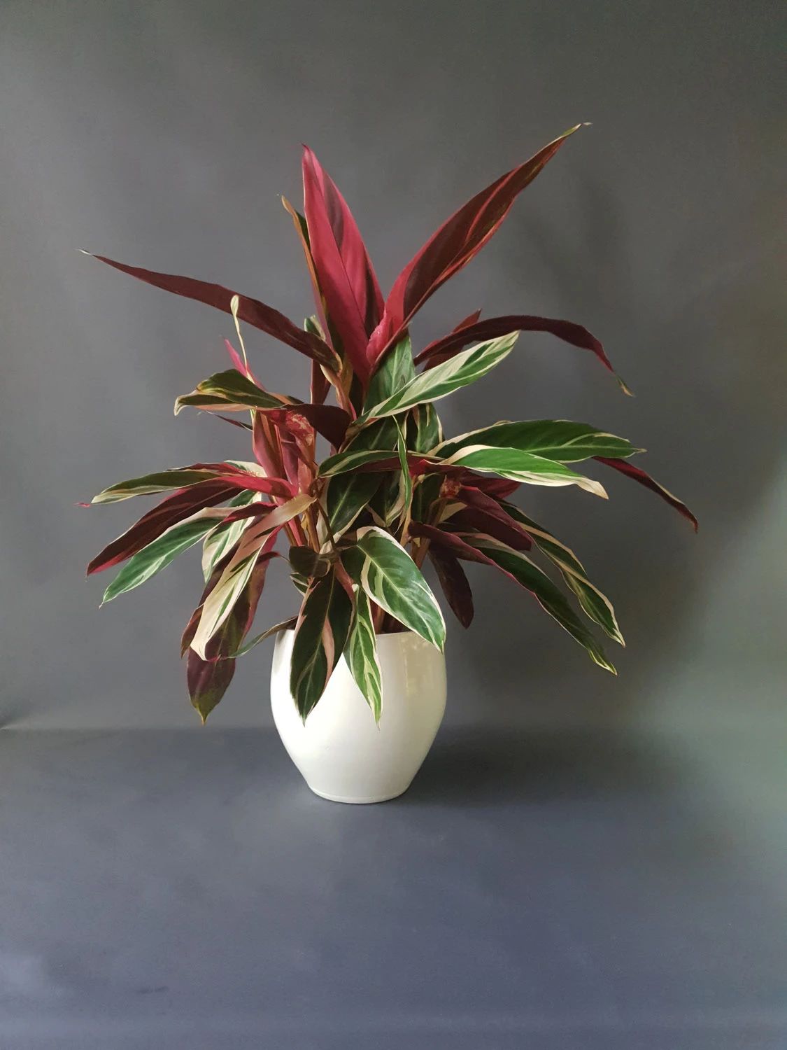 10种叶色斑斓的观叶植物集合,都适合养成室内观赏盆栽