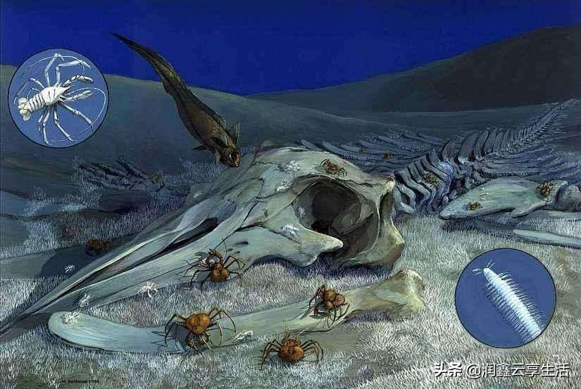 一鲸落，万物生；你是这片汪洋里，孤独的王。