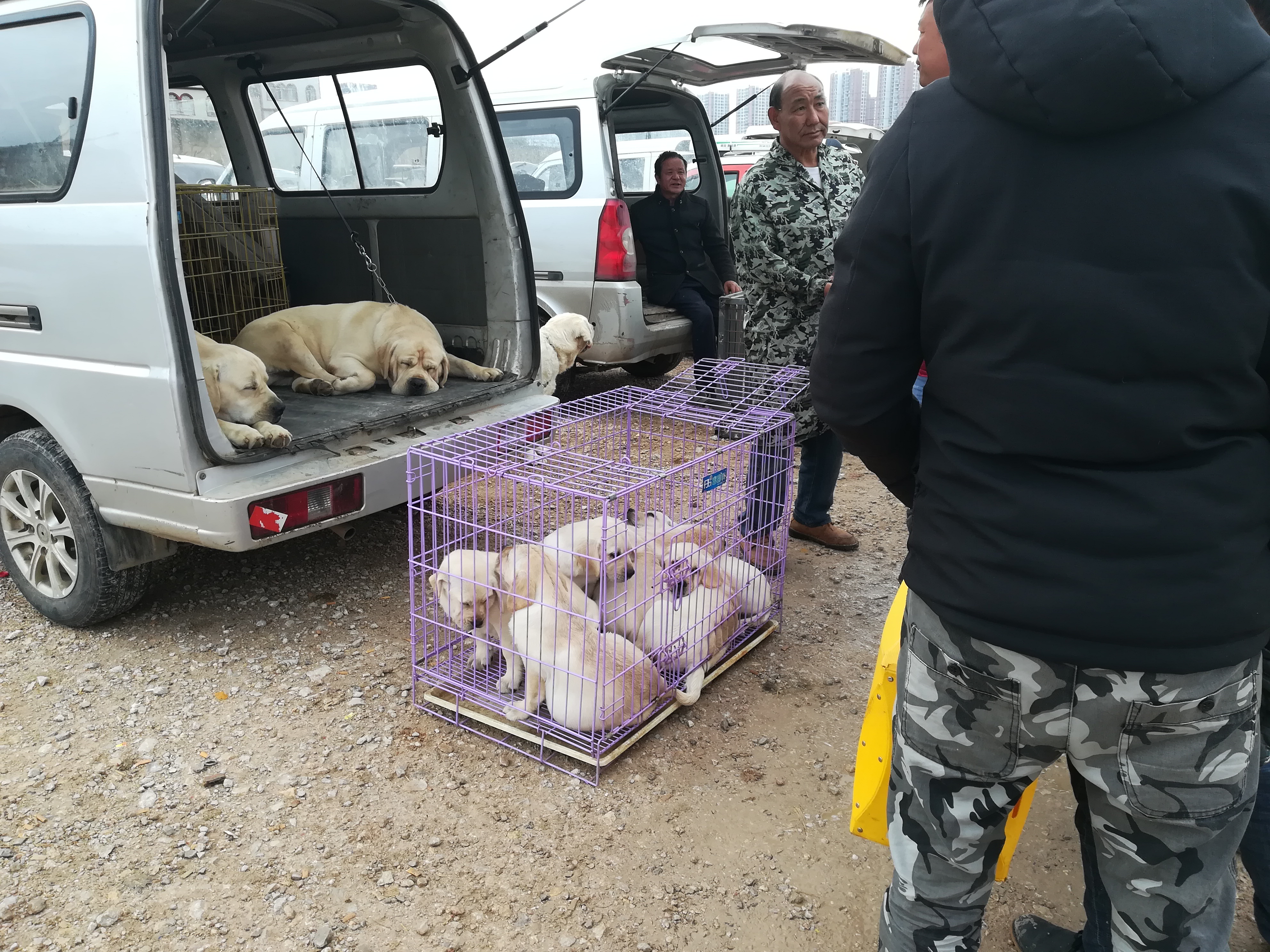 饲养场商贩低价出售拉布拉多，幼犬喊价700元成犬1300元！