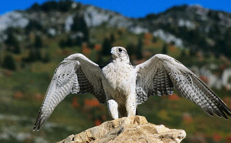 海东青鹰价格万鹰之神
