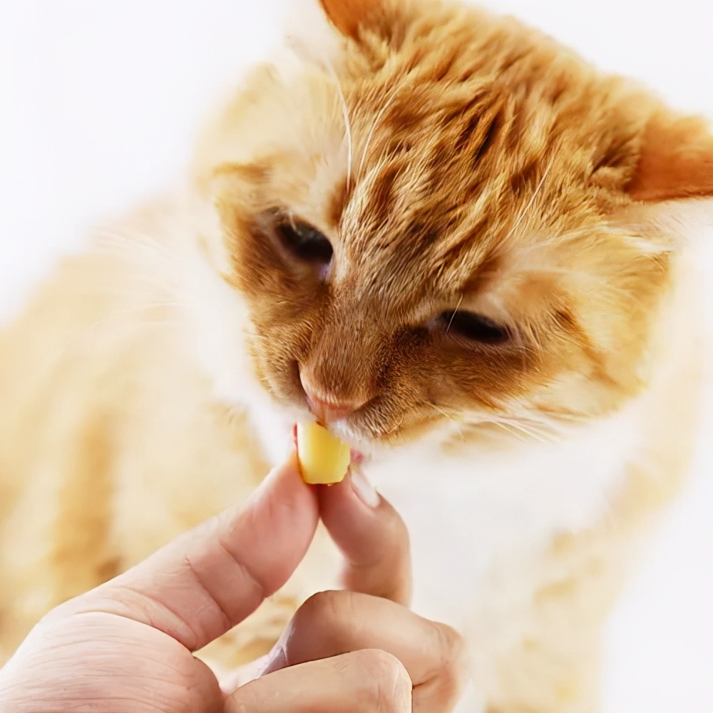 那猫可以吃奶酪吗猫猫能吃奶酪吗