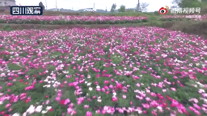 30000亩芍药花开！成都出发1.5h，免费赏花、徒步、游山…绝了
