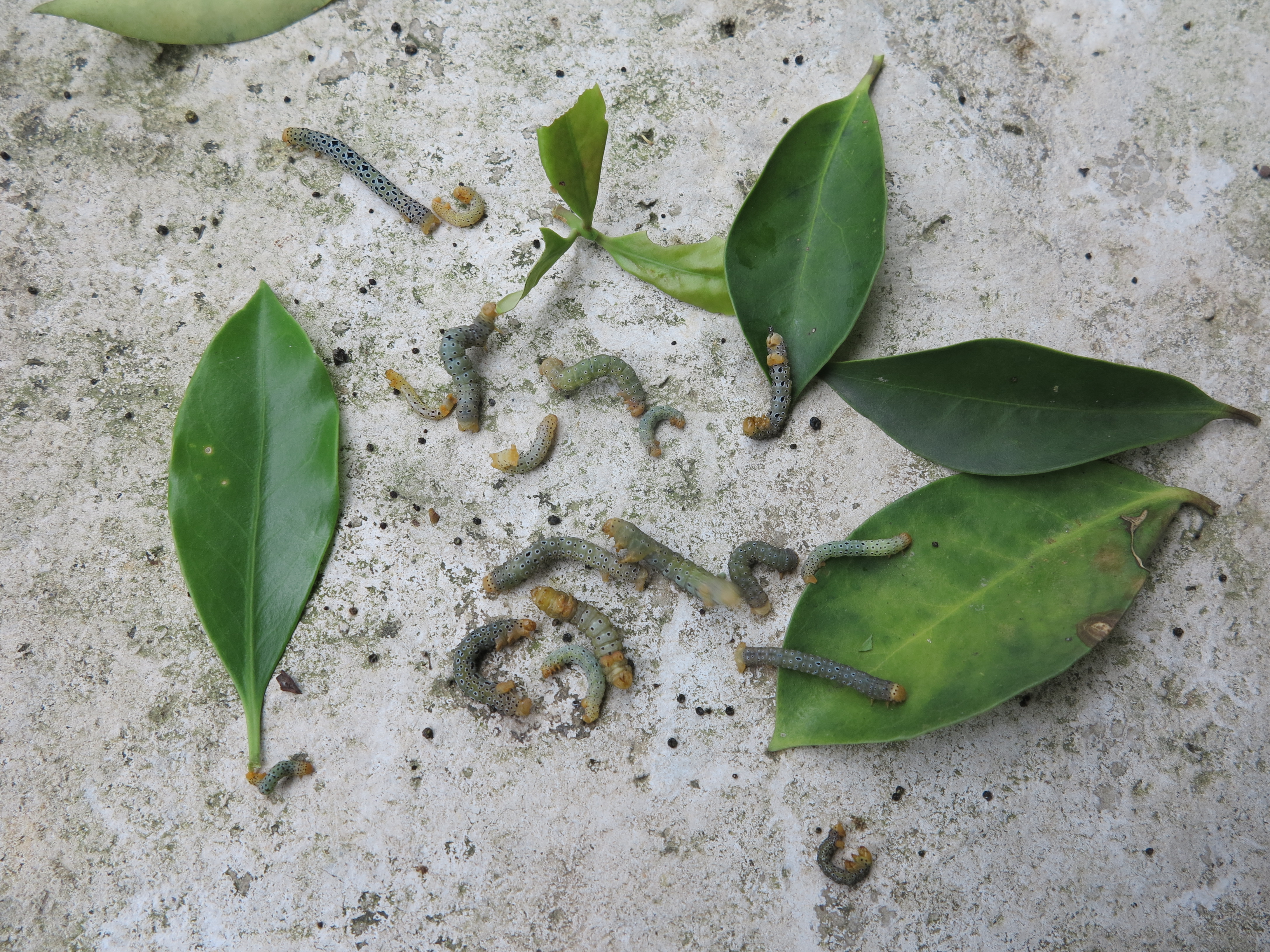 八角尺蠖一年多代爆发,暴食性强,为害迅猛,该如何防控?