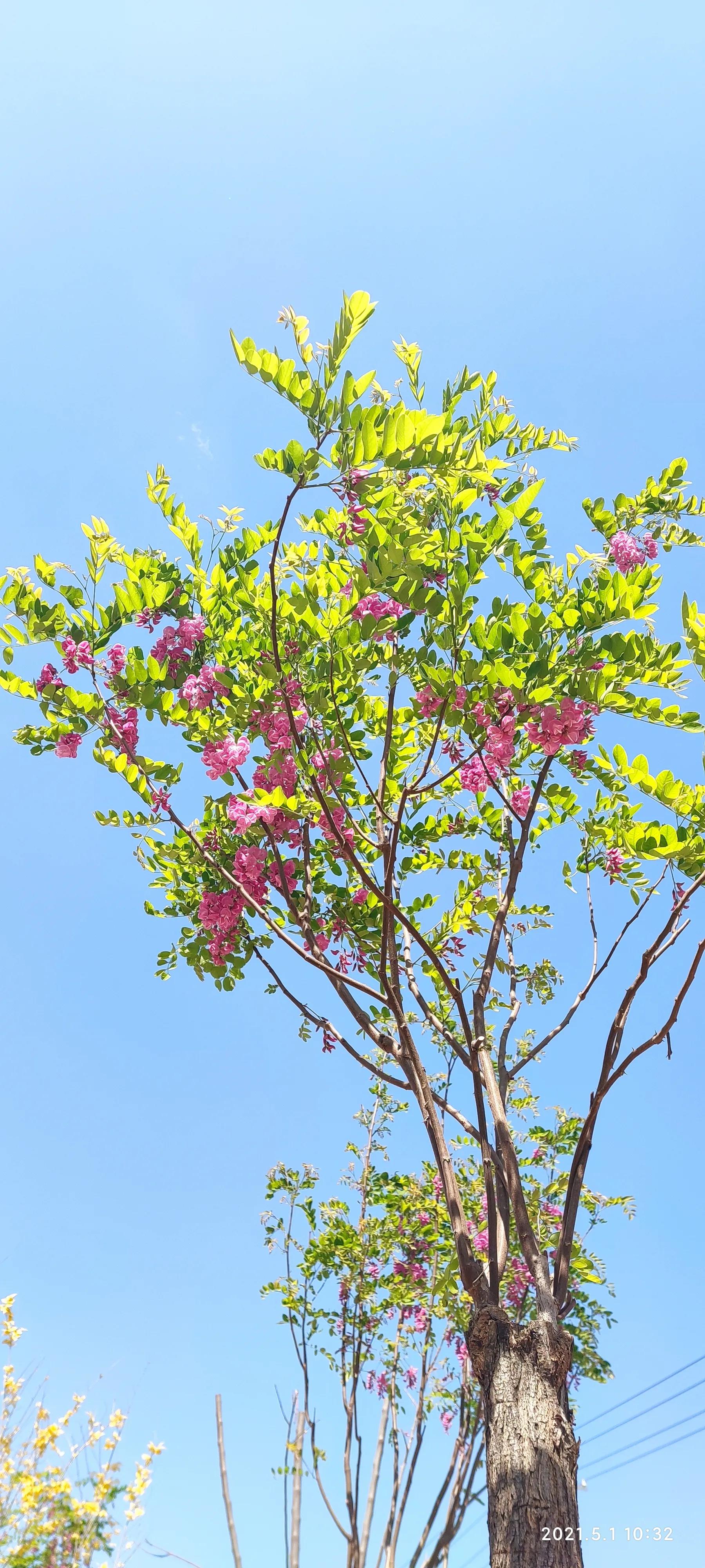 七绝 紫槐花赞