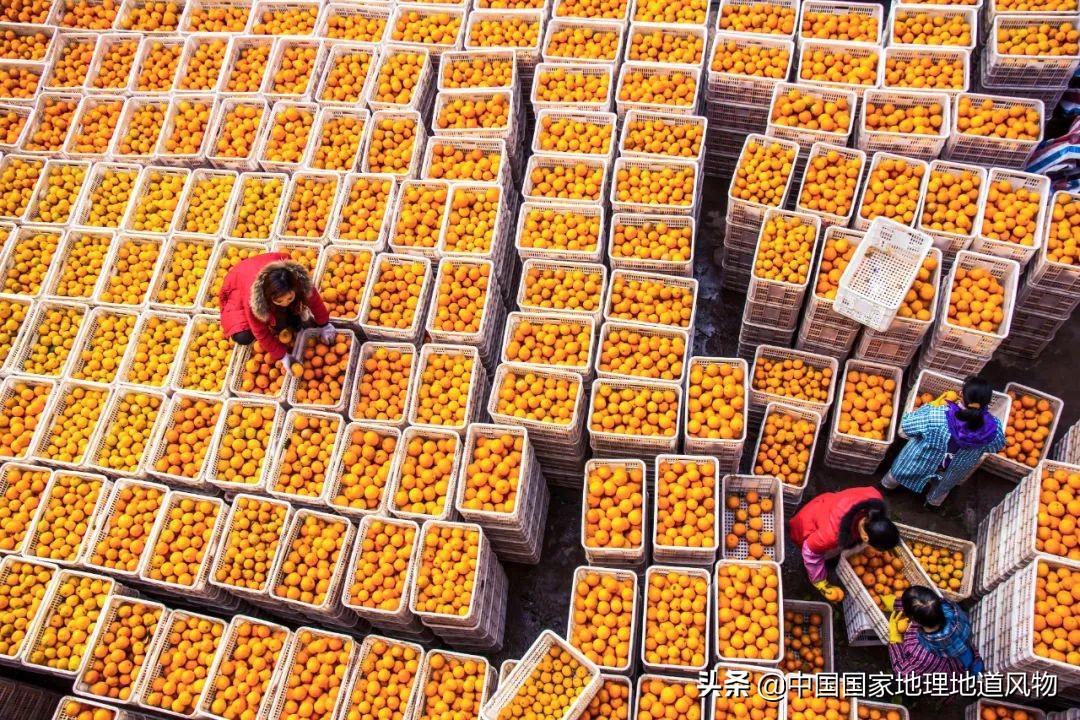 江西vs湖南vs四川，中国到底哪里的橙子最好吃？