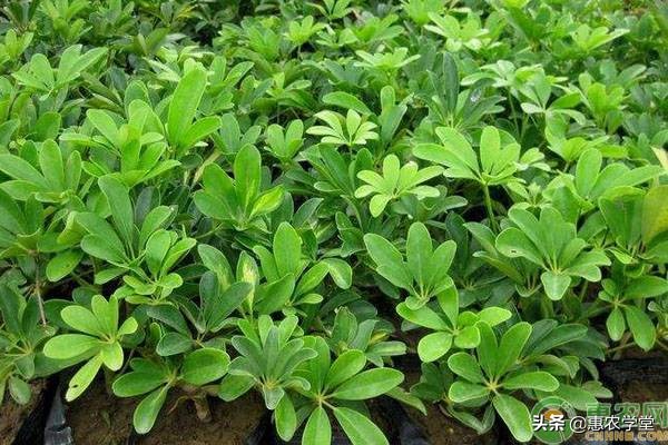 常识：收甲醛的植物有哪些？净化甲醛最强的10种植物介绍