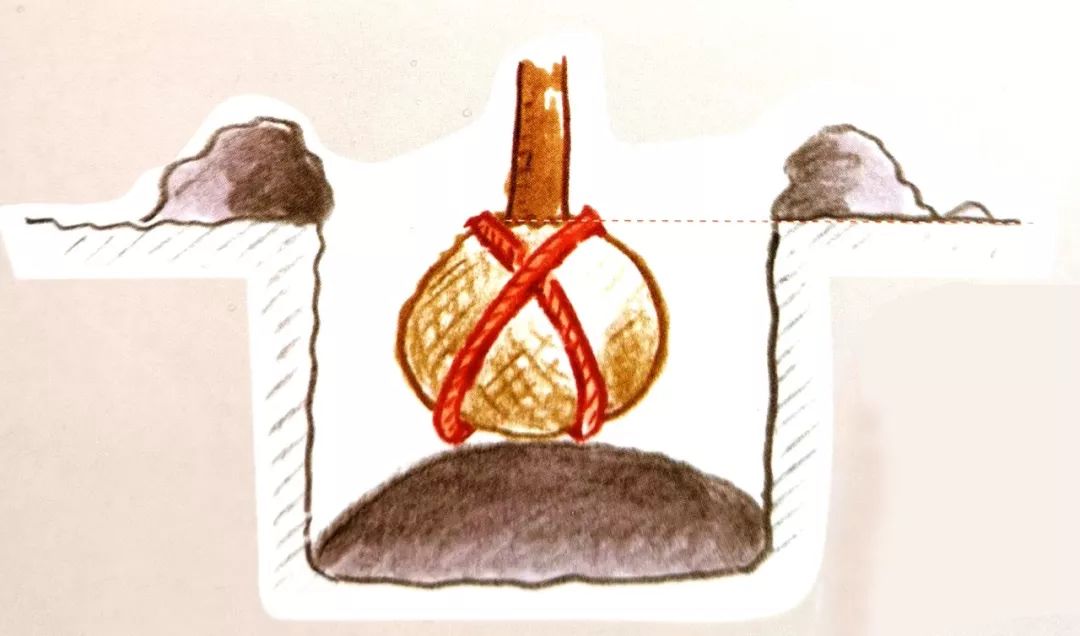 栽種小樹苗，掌握4個(gè)技術(shù)要領(lǐng)，來(lái)年小樹定會(huì)順利開花結(jié)果