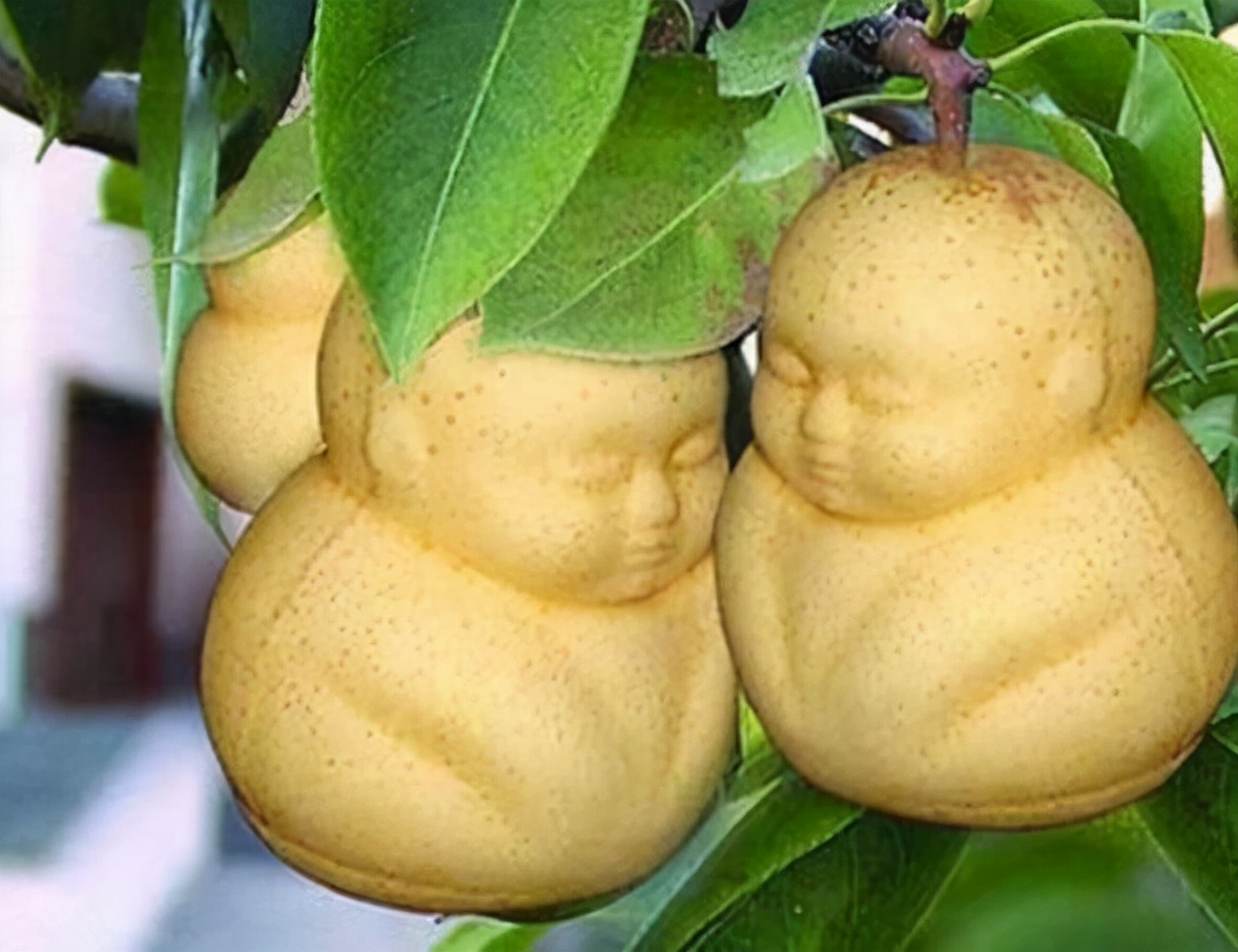 《西游记》中"人参果",相传吃了能立地成仙,你们吃过吗?