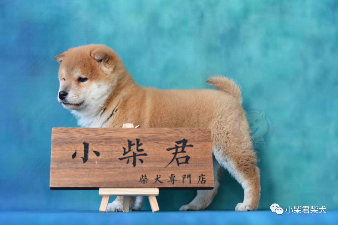 柴犬多少钱一只？2020价格大盘点