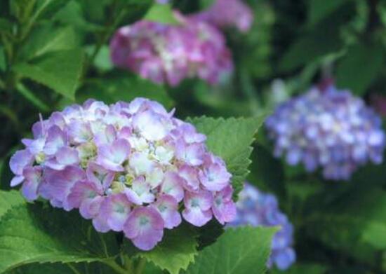 繡球花花語繡球花花語