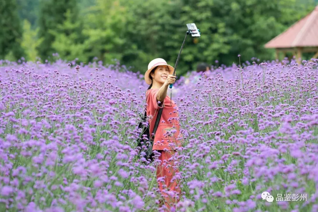 惊艳！蜂鸟闹花枝，彭州这片百亩紫色花海浪漫如仙境