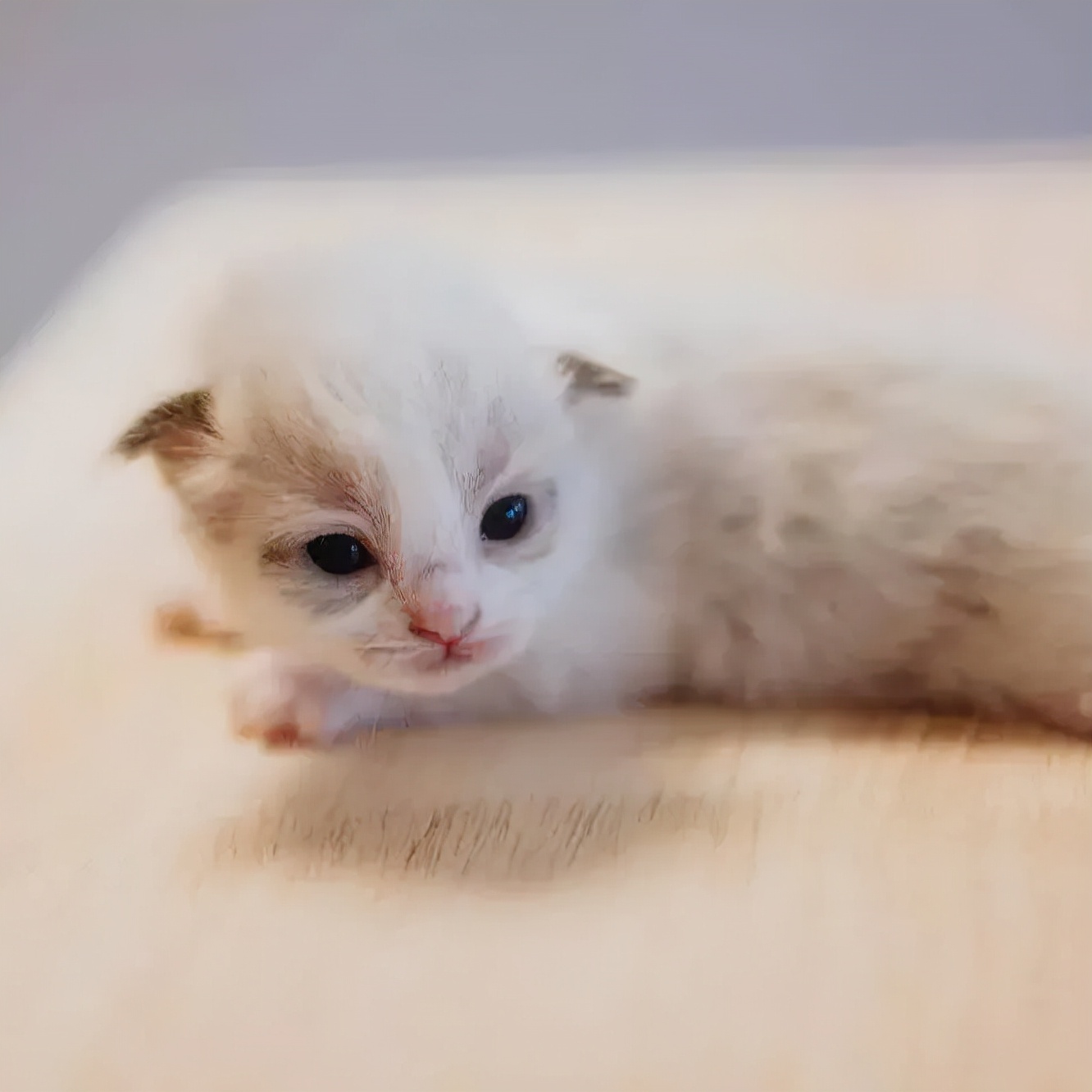 「探GAI」沈阳，那些正被猫治愈的年轻人