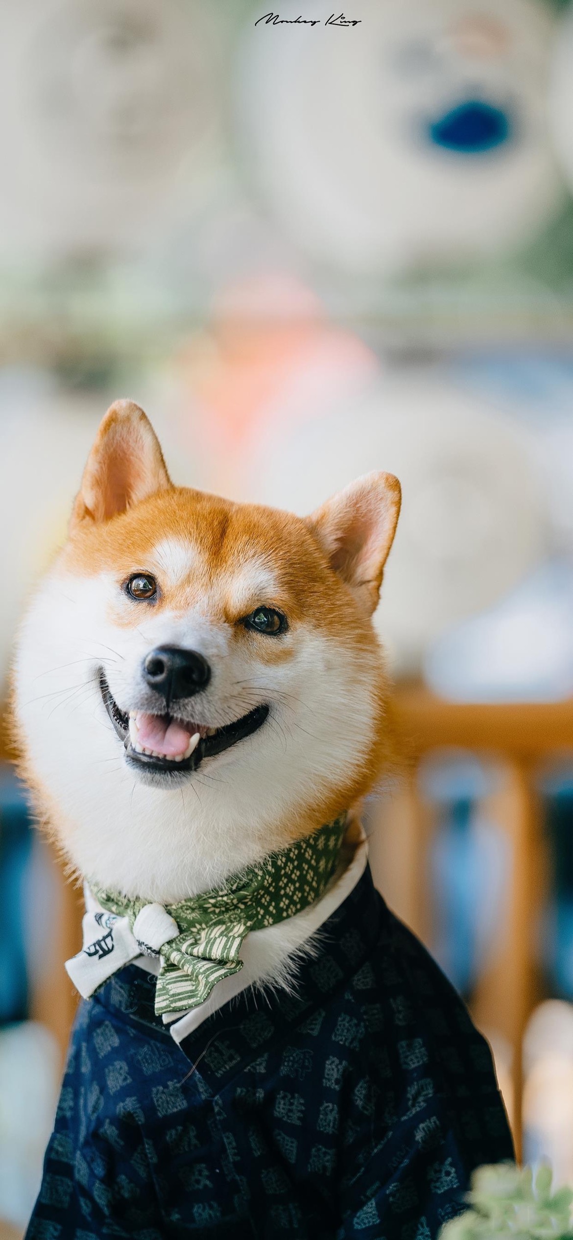 13关于狗的说说与配图(单身狗发的说说配图) _晶羽文学网