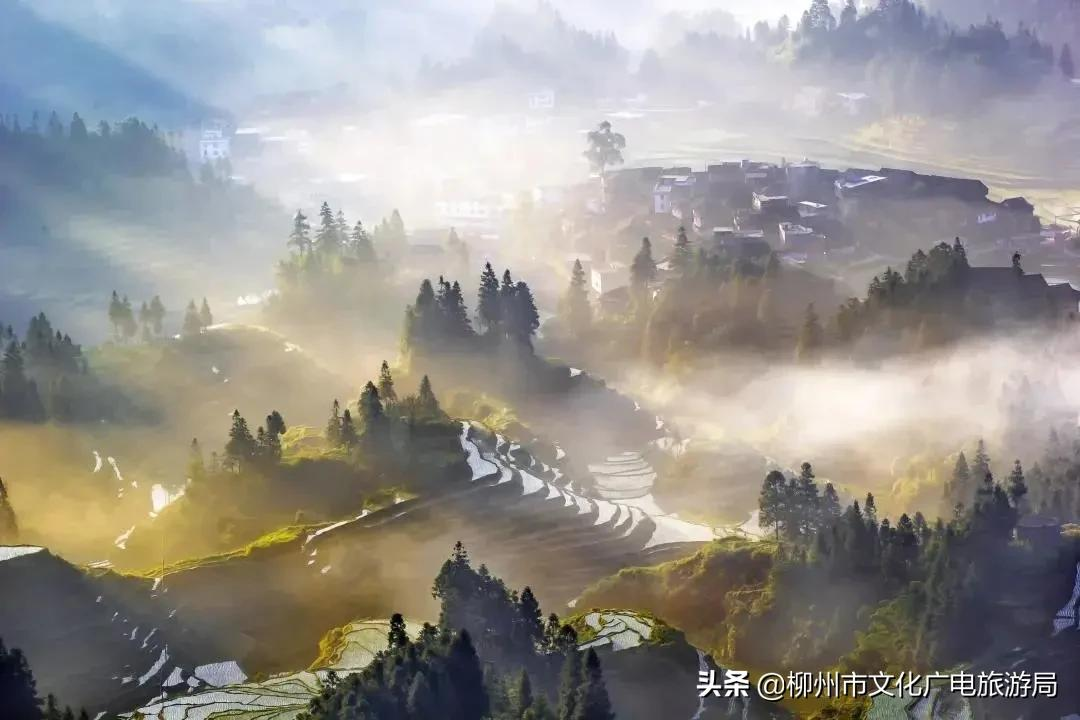 满山金色稻浪,为你换一屏秋色