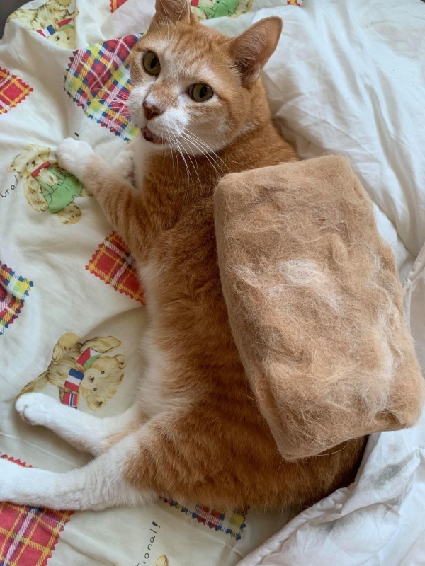 主人薅貓毛8年，收穫一個貓毛枕頭！ 網友：請收下我的膝蓋