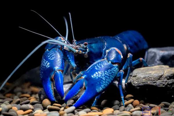 sbike动植物百科:十大美丽适合作为宠物饲养的淡水鳌虾品种