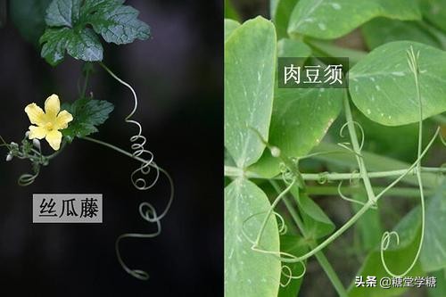 可还记得那年高考“丝瓜藤与肉豆须”给你留下的梗吗？