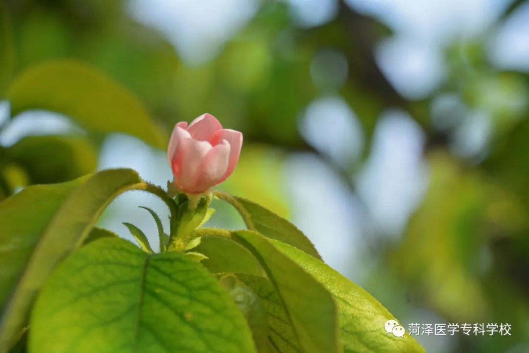 菏泽医学专科学校牡丹，又是姹紫嫣红开遍