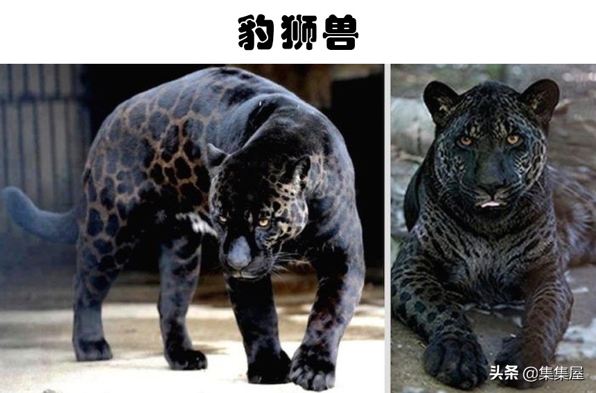 雜交動(dòng)物,雜交動(dòng)物有哪些