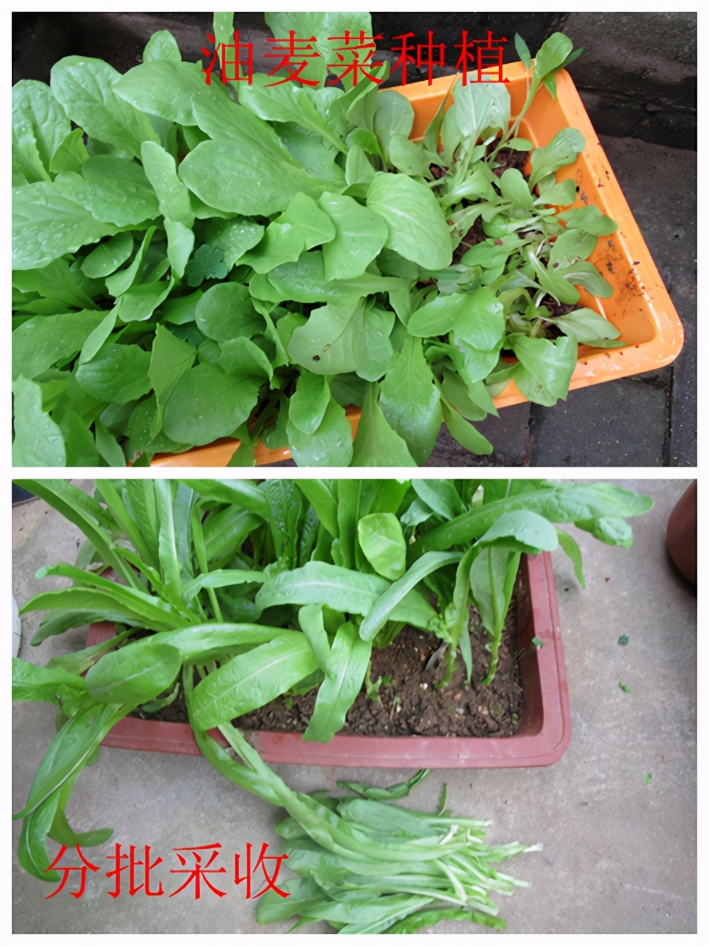 油麦菜是蔬菜吗油麦菜是什么菜图片