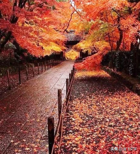 蓝天白云飘,随着天空传来的悠远的雁鸣,头雁以"人"字的形状划过长空.